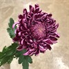 CHR.1PT BIGOUDI PURPLE